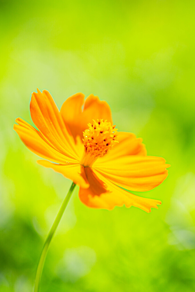 夏の花 キバナコスモス