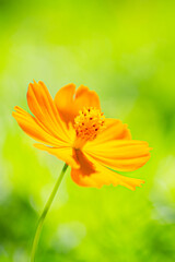 夏の花 キバナコスモス