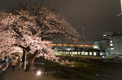 近所の桜　Ⅲ