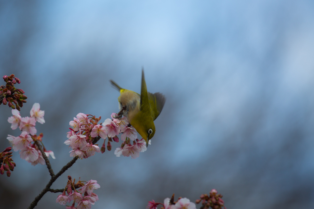 寒桜とメジロ　Ⅳ