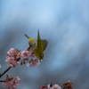 寒桜とメジロ　Ⅳ