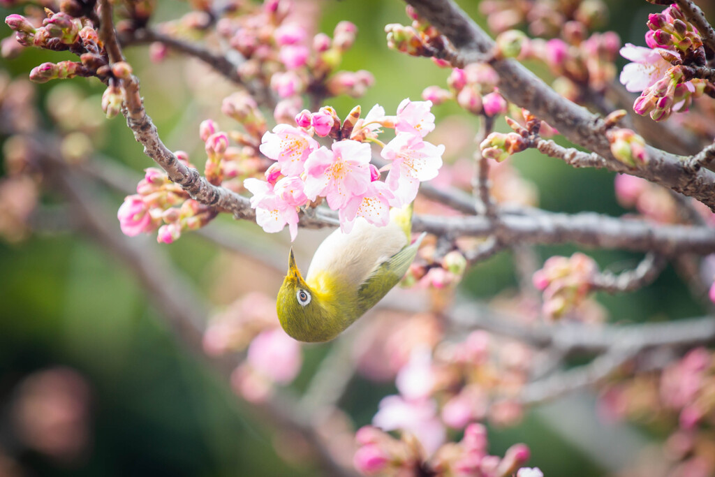 河津桜とメジロ　Ⅱ