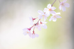 しだれ桜