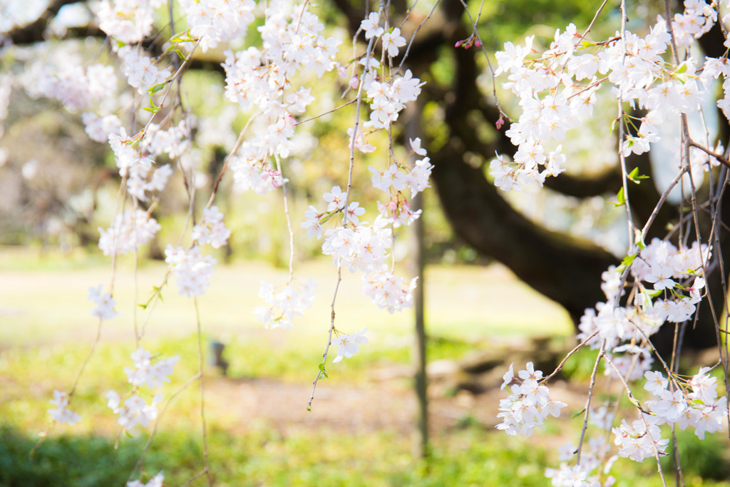 六義園のしだれ桜　Ⅲ
