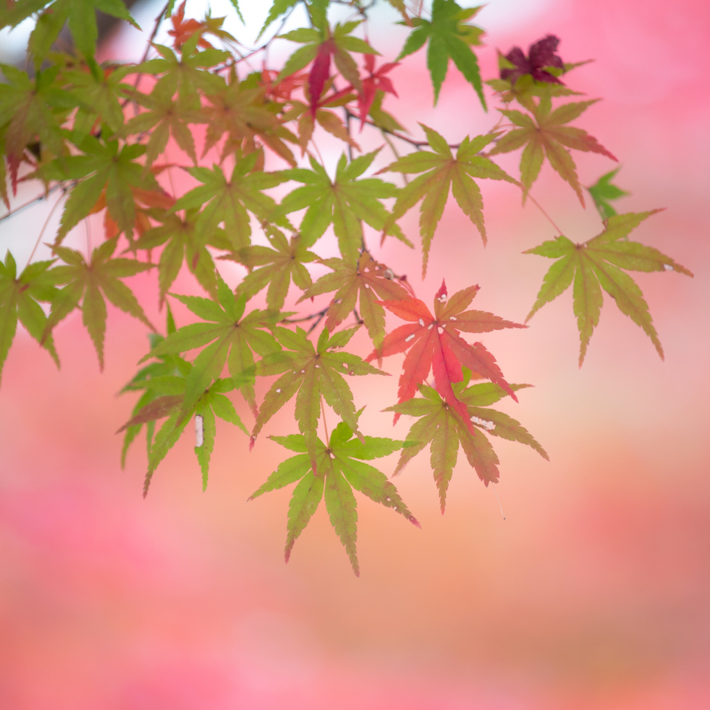 『もみじ』