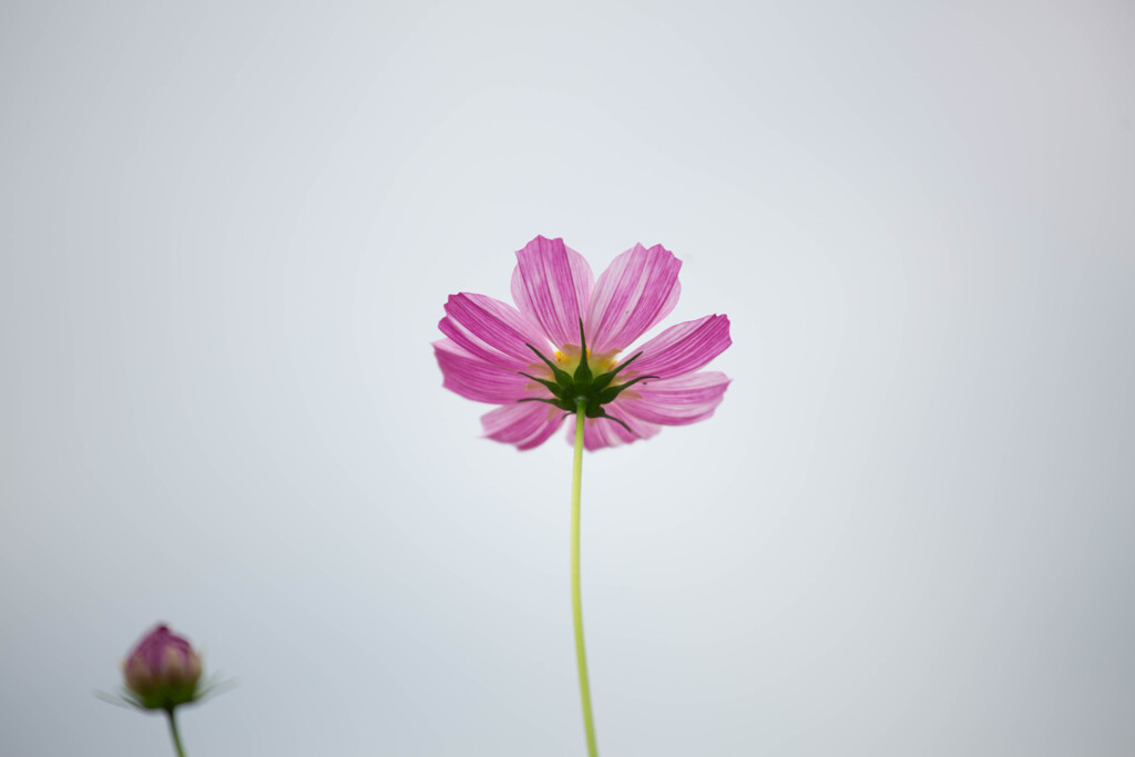 秋桜が咲きました。　Ⅲ