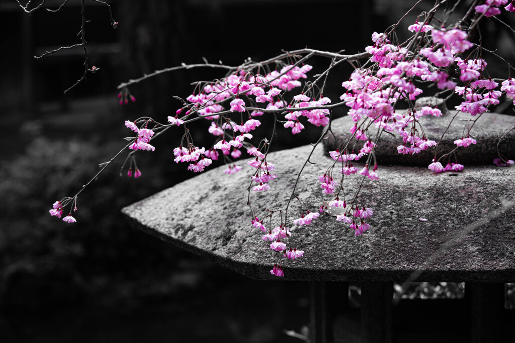 八重紅枝垂れ桜と石灯籠。