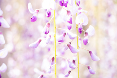 藤の花　Ⅱ