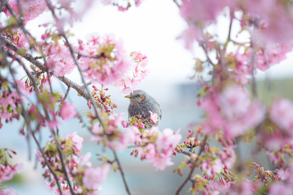 河津桜とヒヨドリと。