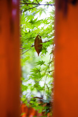 鳥居ともみじと落ち葉と。