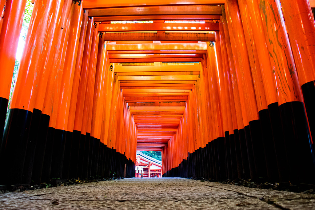 朝の千本鳥居で　Ⅹ