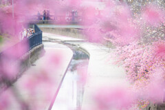 京の河津桜の名所で。