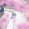 京の河津桜の名所で。