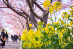 三浦海岸の桜まつり
