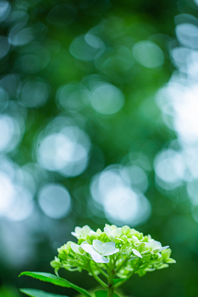 紫陽花苑で　Ⅱ