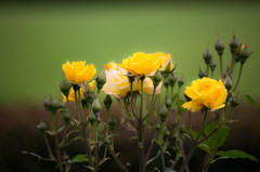 幸せの黄色い薔薇