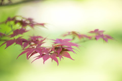 春の紅葉