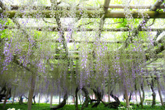 平等院の藤　Ⅰ