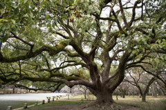 京都御苑の大きな木