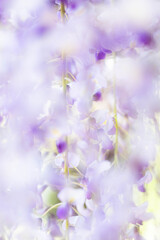 藤の花