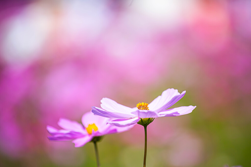 秋桜を撮る ②