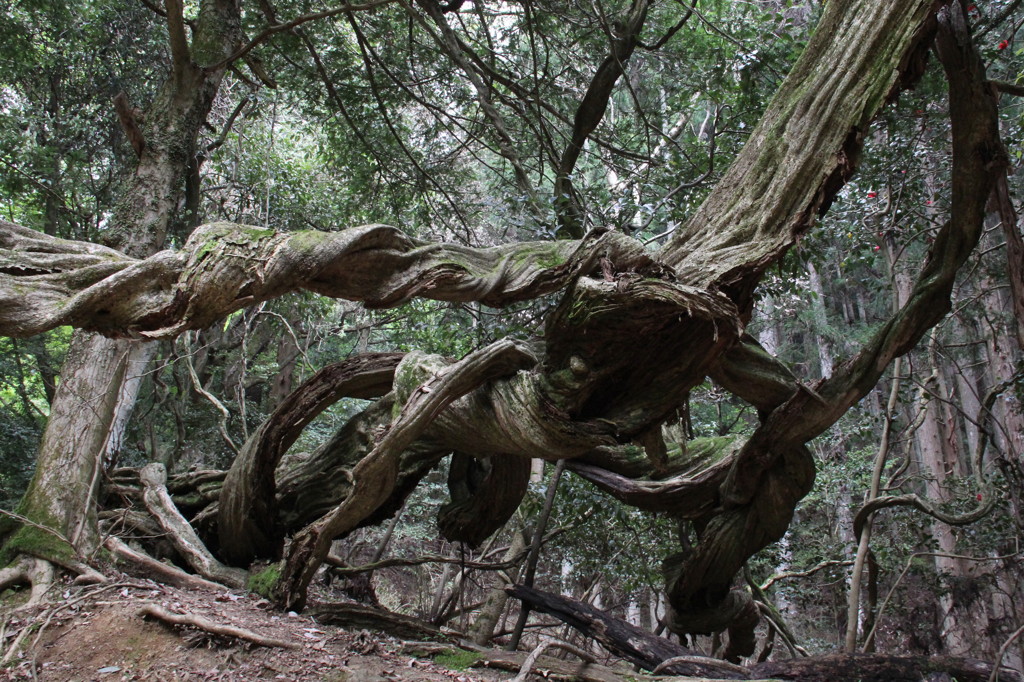 鞍馬山の神秘なる木