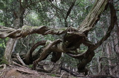 鞍馬山の神秘なる木