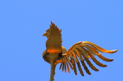 夏の鳳凰