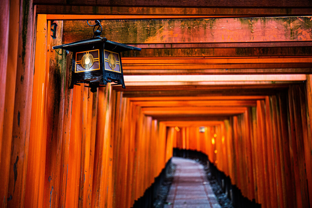 千本鳥居を撮る。