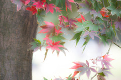 緑と紅　Ⅱ