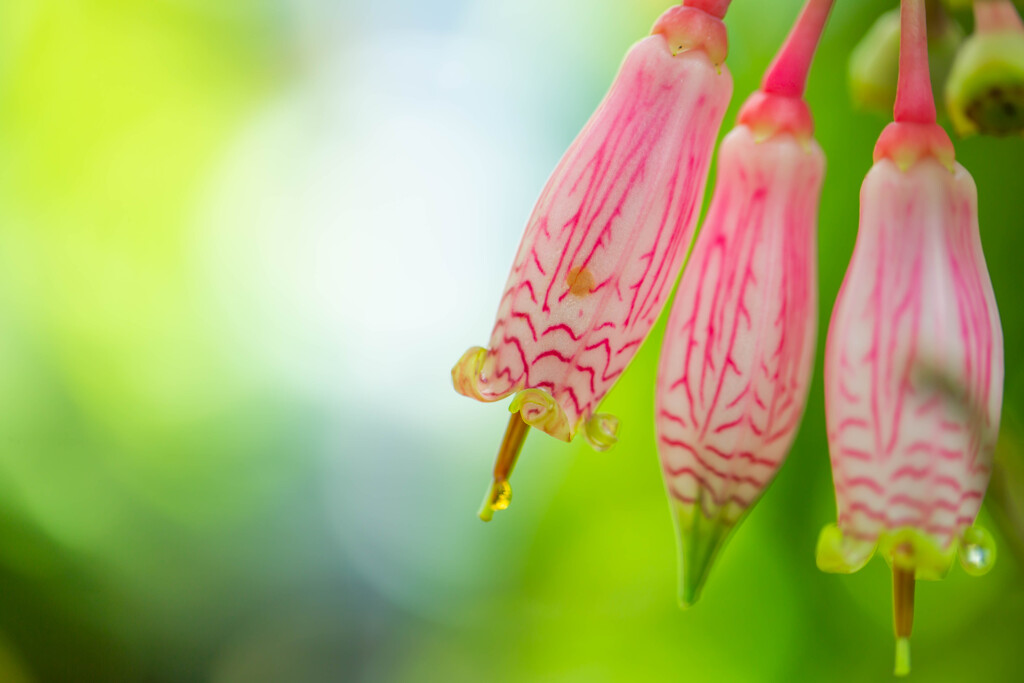 温室で見つけた小さな花　Ⅲ