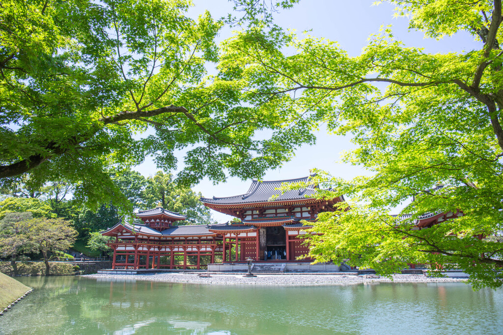 新緑の平等院にて