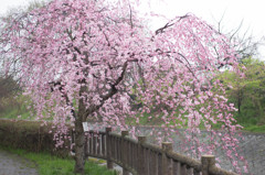 淀水路の枝垂桜