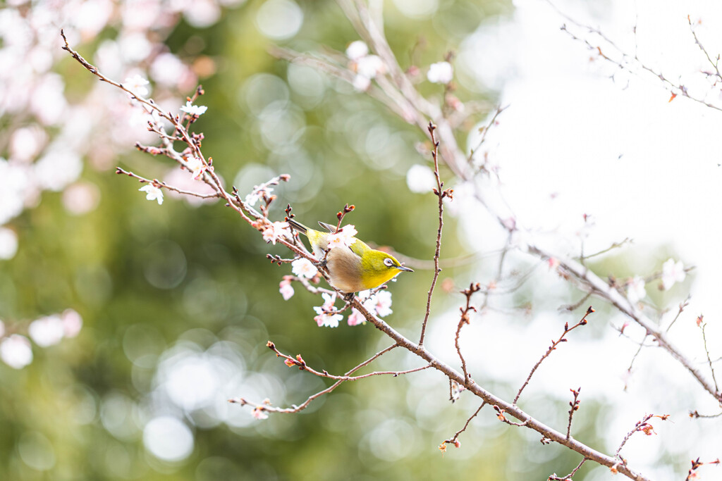 十月桜にメジロ　Ⅱ