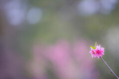桃の花　Ⅲ