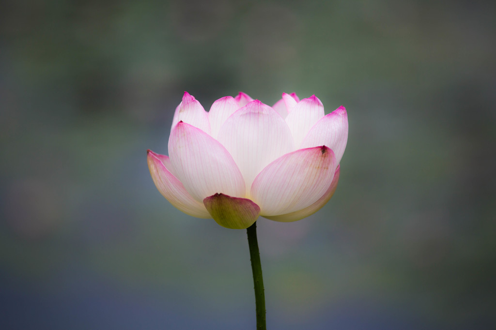極楽浄土の蓮の花　Ⅰ