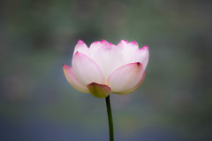 極楽浄土の蓮の花　Ⅰ