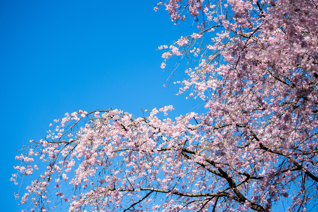 六義園のしだれ桜　Ⅰ