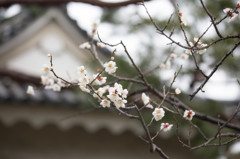 二条城梅園にて。　Ⅲ