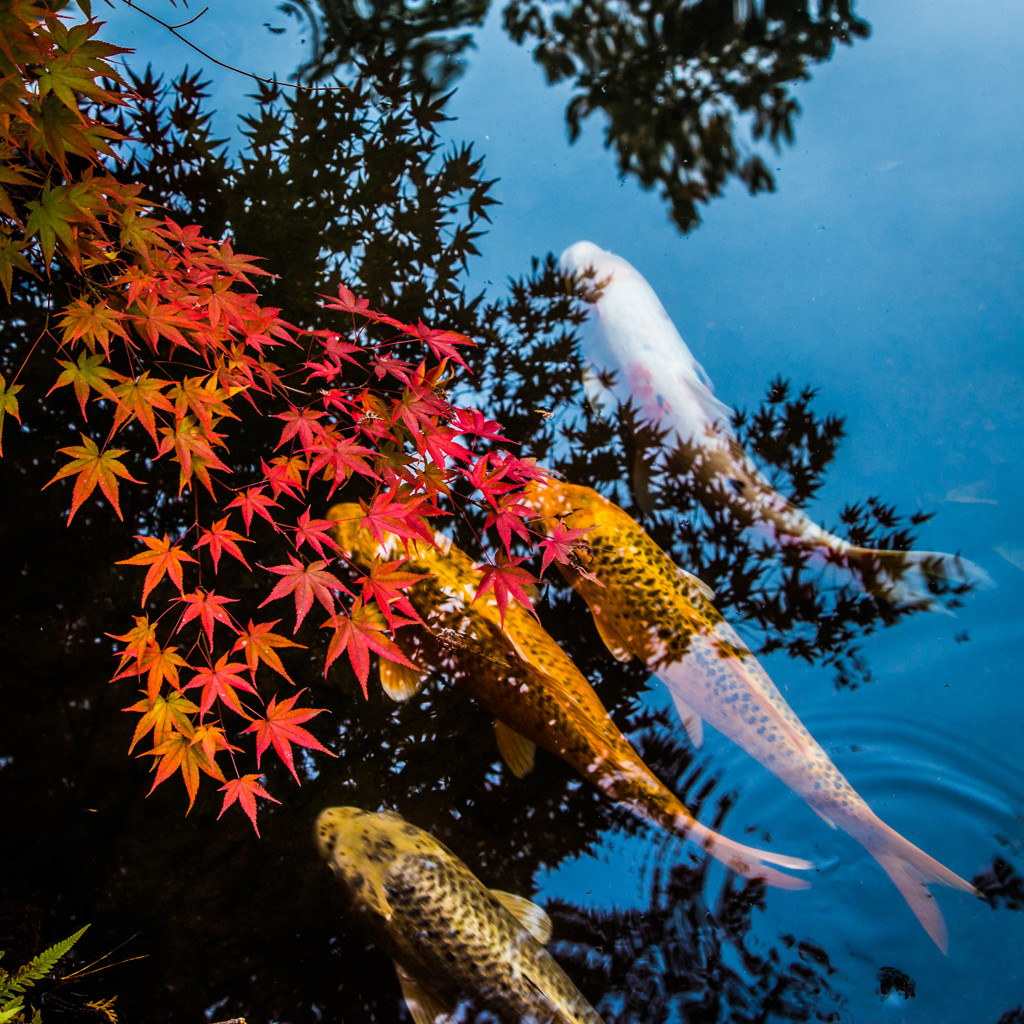 天授庵・2014秋　Ⅵ