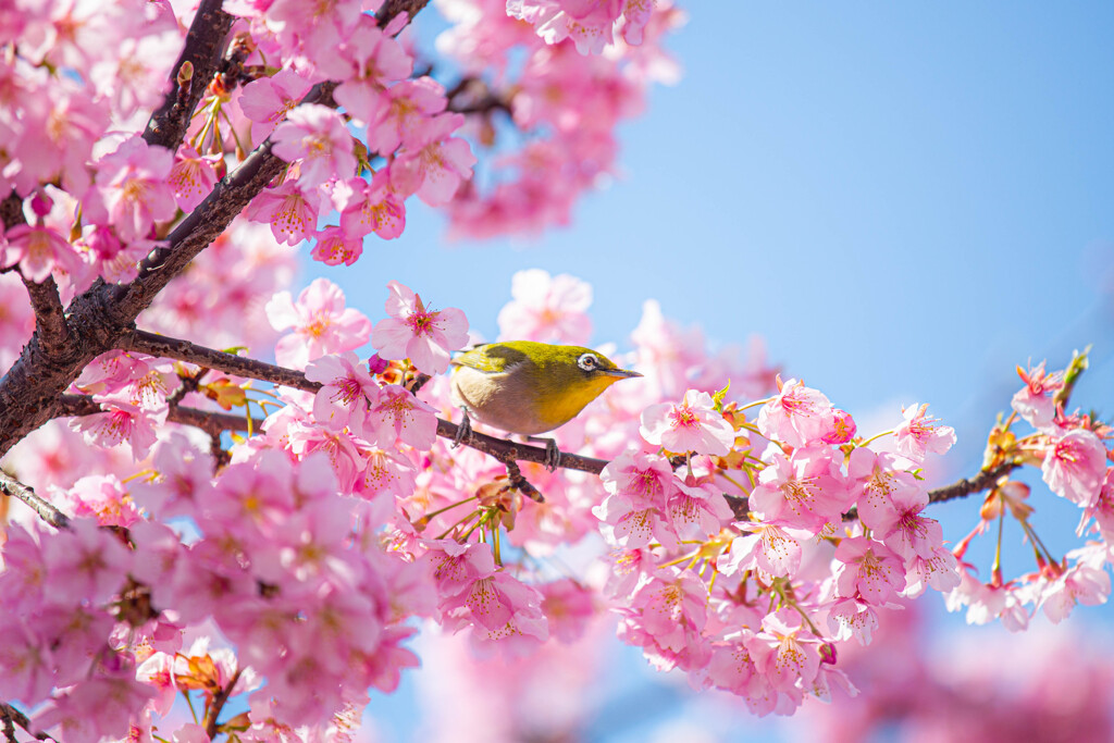 河津桜とメジロ