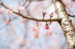 御池桜