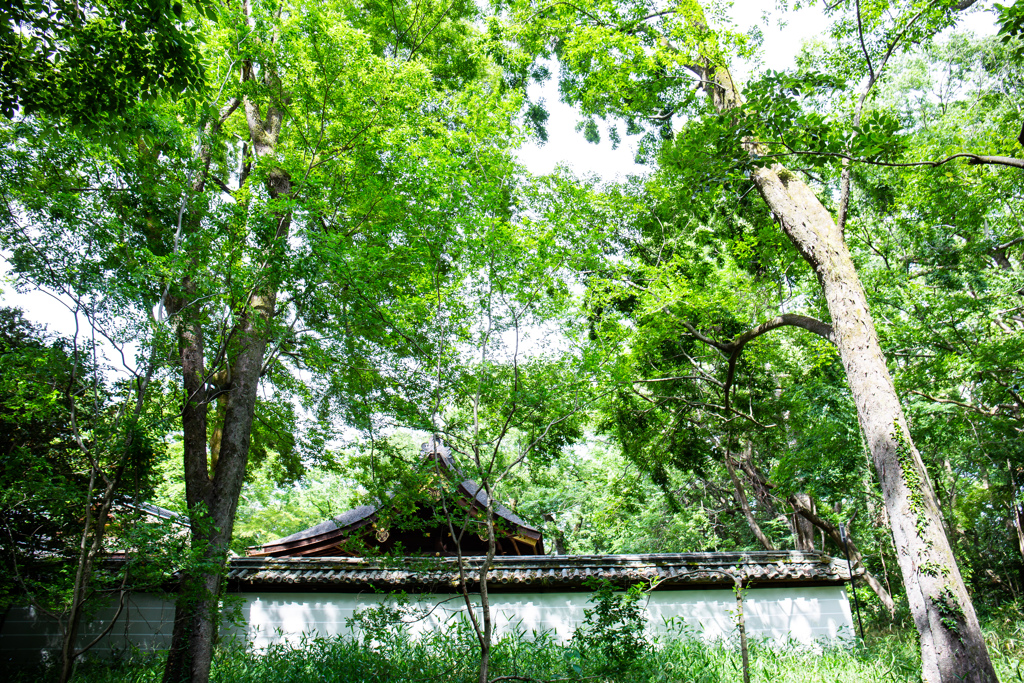 森の中の神社を。