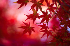 天授庵の紅葉
