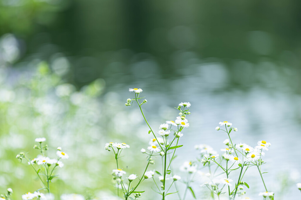 川沿いの小さな花