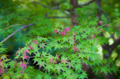 薄紅