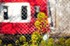 菜の花と赤い電車
