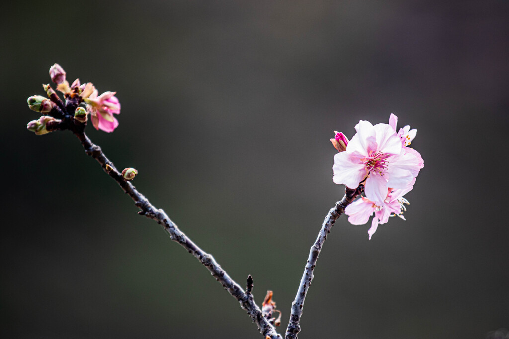 河津桜が咲き始めました。 ③