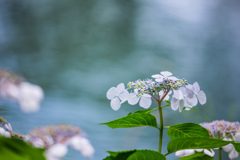 川沿いに咲く紫陽花