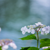 川沿いに咲く紫陽花